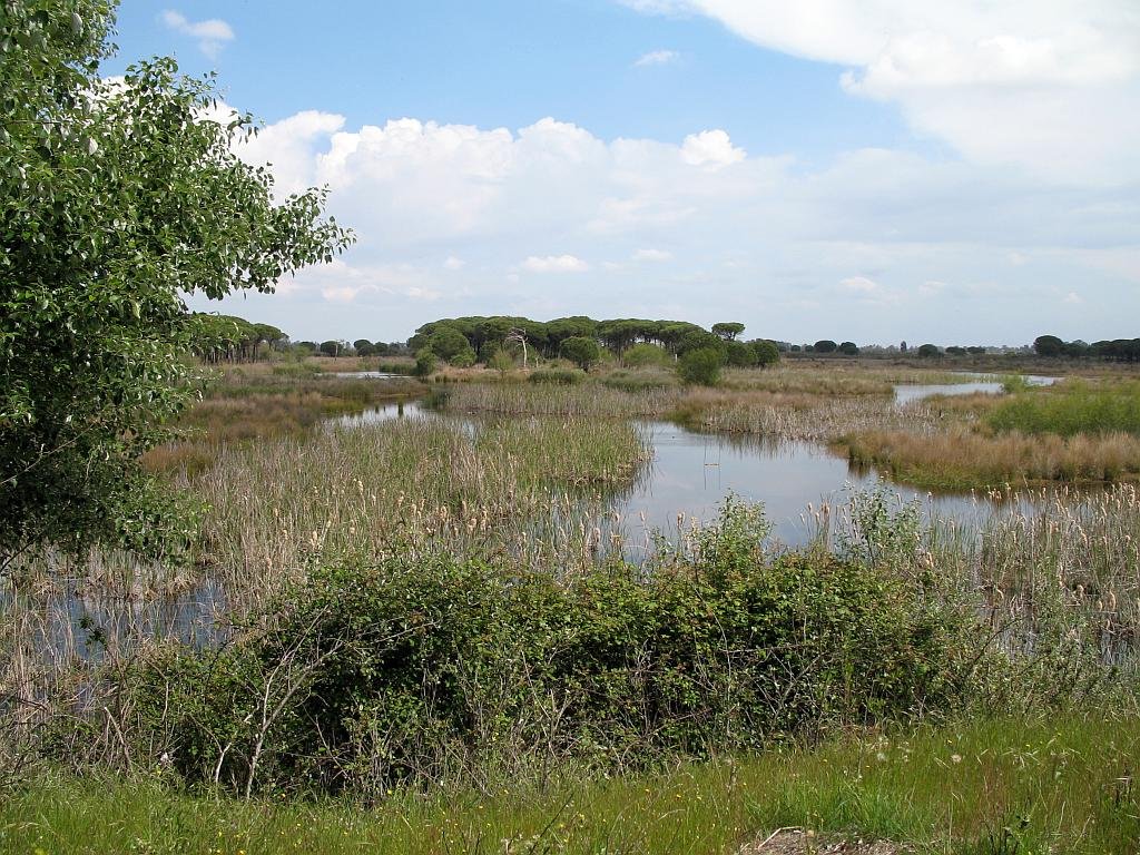 Donana National Park: Just a short drive from Cádiz lies the Donana National Park