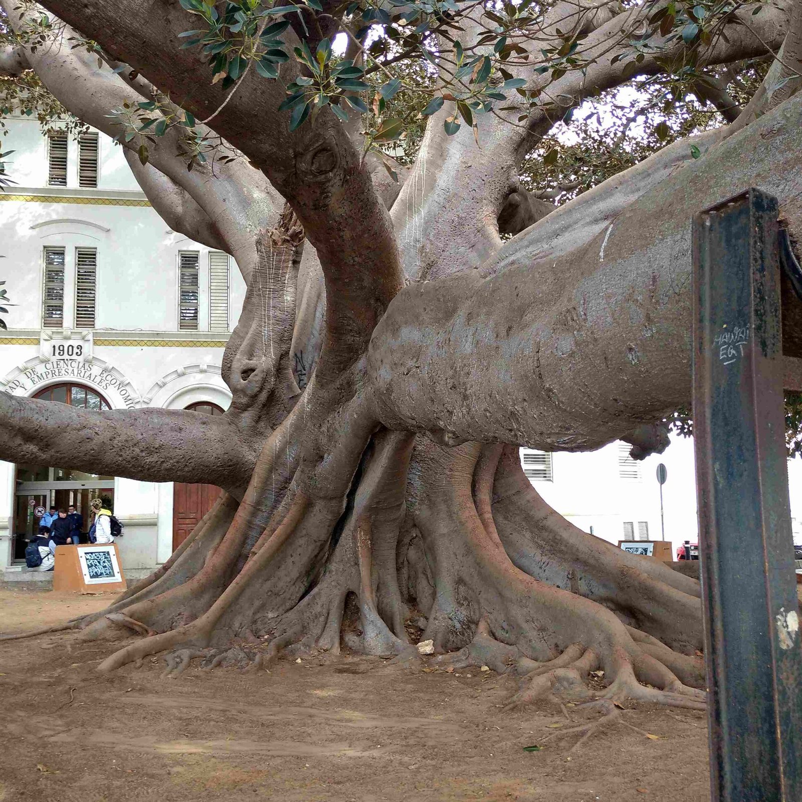 The famous strangler figs of Cádiz
