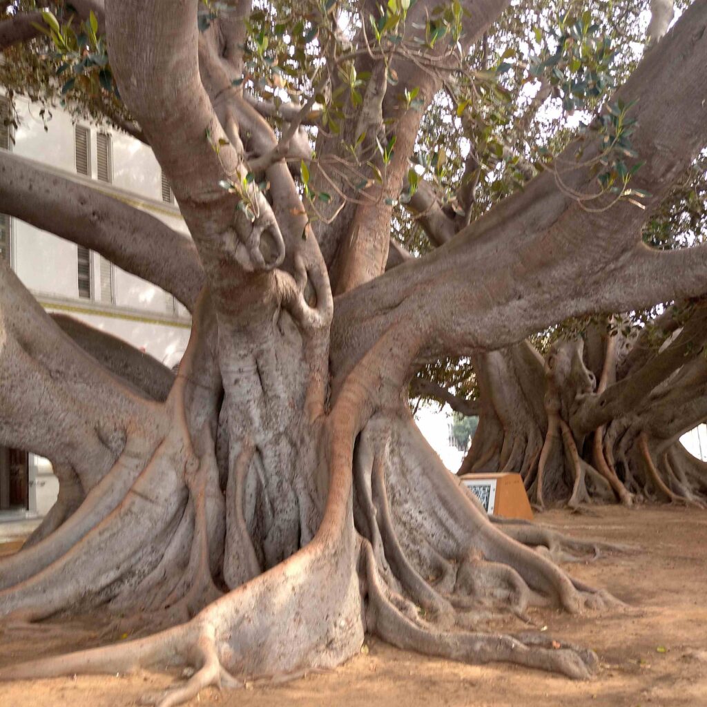 The famous strangler figs of Cádiz