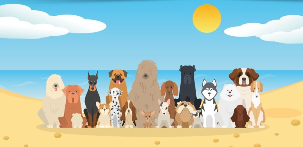 Can You Take Your Dog on the Beach in Cádiz City?