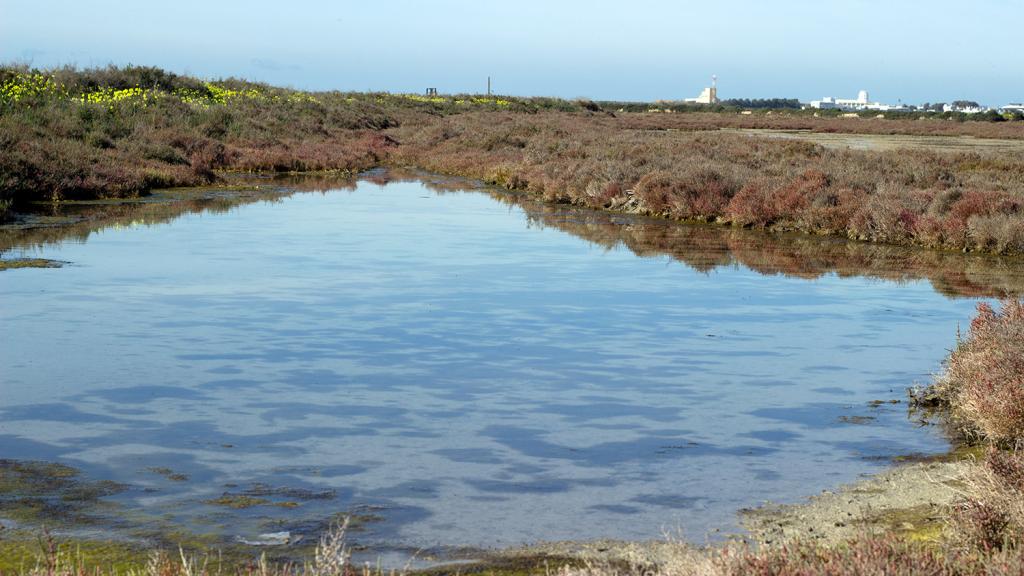 Bahia de Cádiz natural park