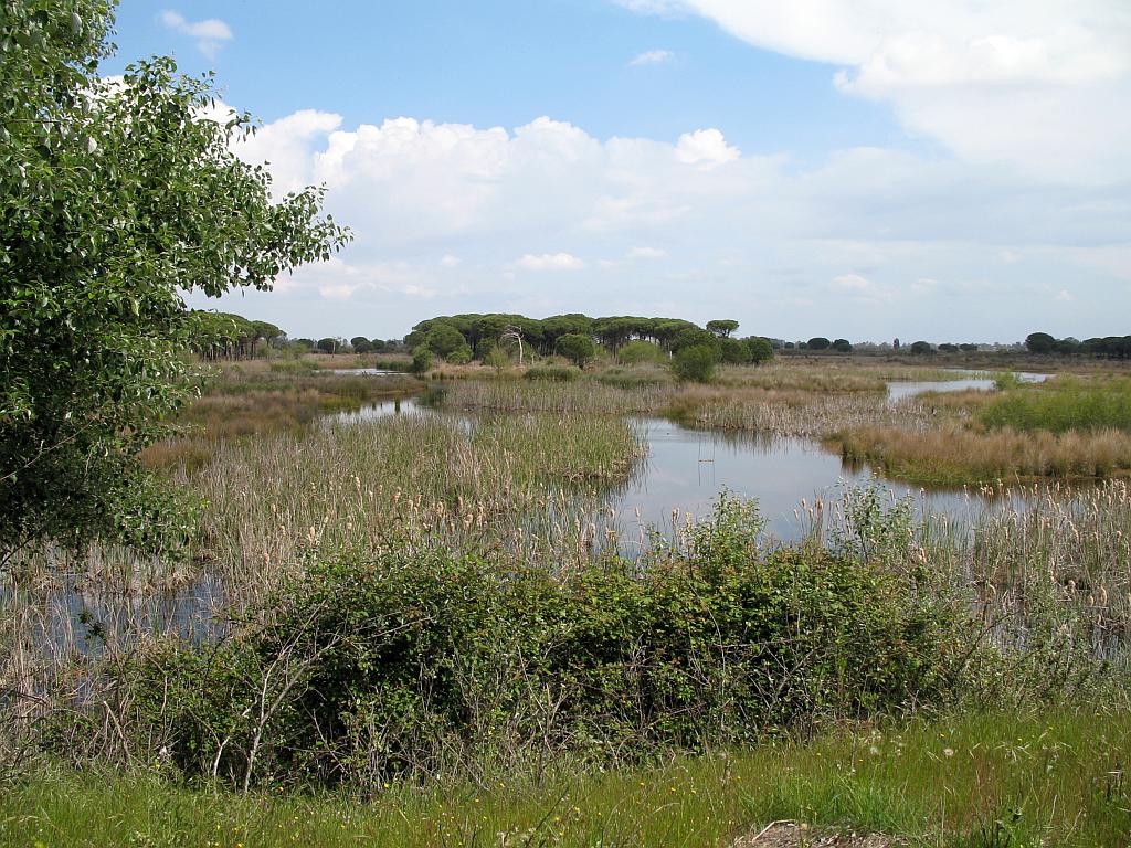 Doñana national park