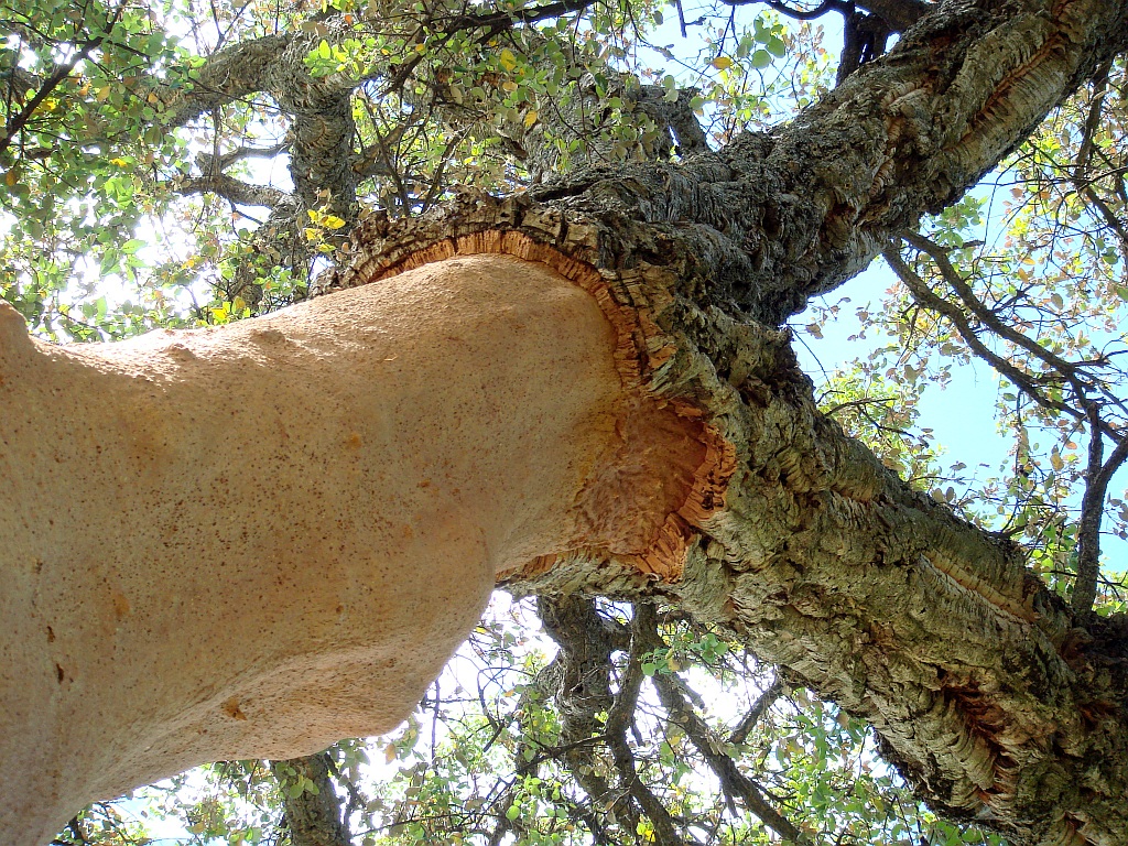 Cork oak in los alcornocales natural park