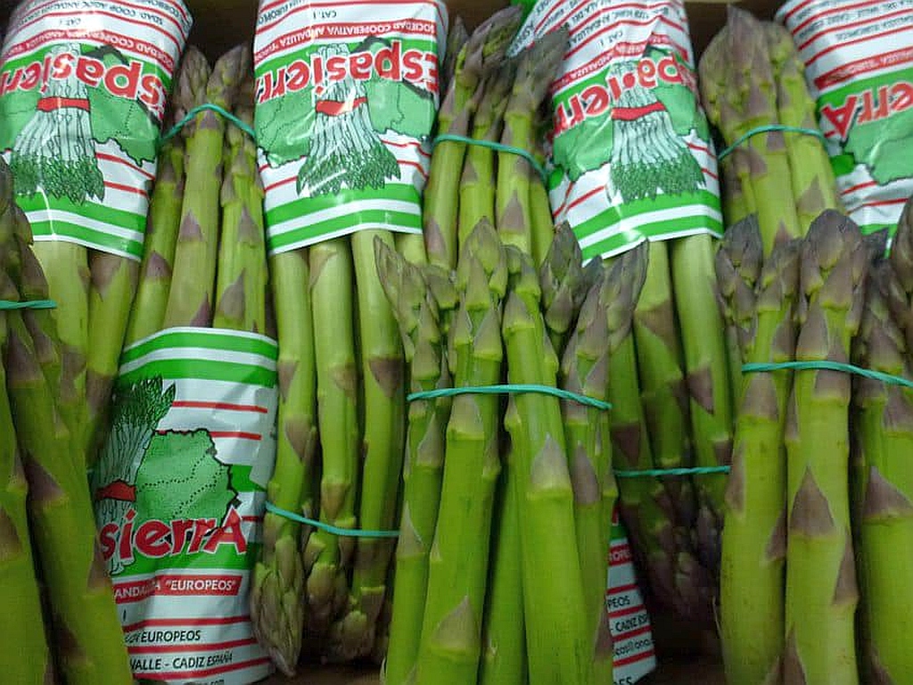 Asparagus in Alcalá del Valle