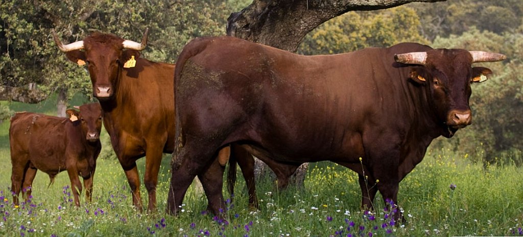 Medina Sidonia Retinta cattle breed